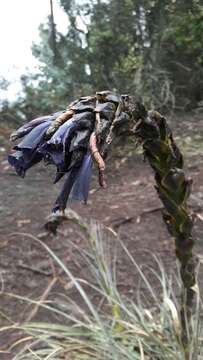 Image of Puya lineata Mez