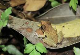 Image of Pristimantis zeuctotylus (Lynch & Hoogmoed 1977)