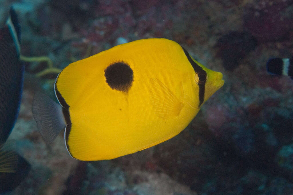 Image of Indian Teardrop Butterflyfish