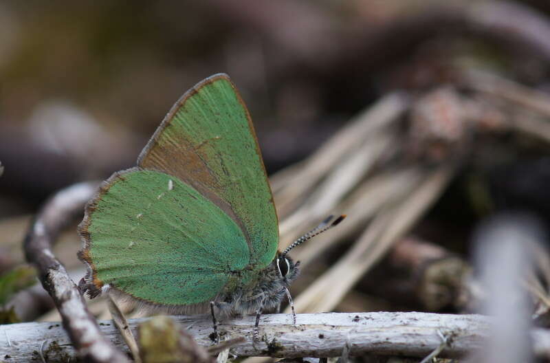 Imagem de Callophrys rubi (Linnaeus 1758)