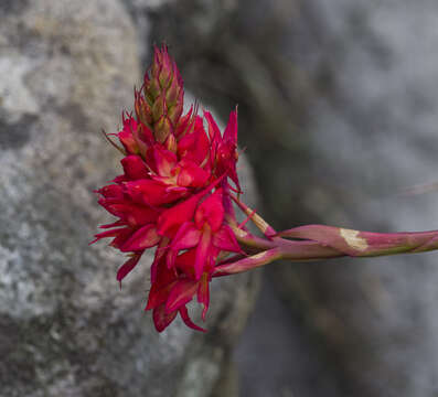 Image de Disa ferruginea Sw.