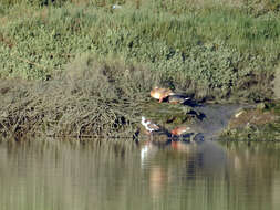 Imagem de Limosa limosa islandica Brehm & CL 1831