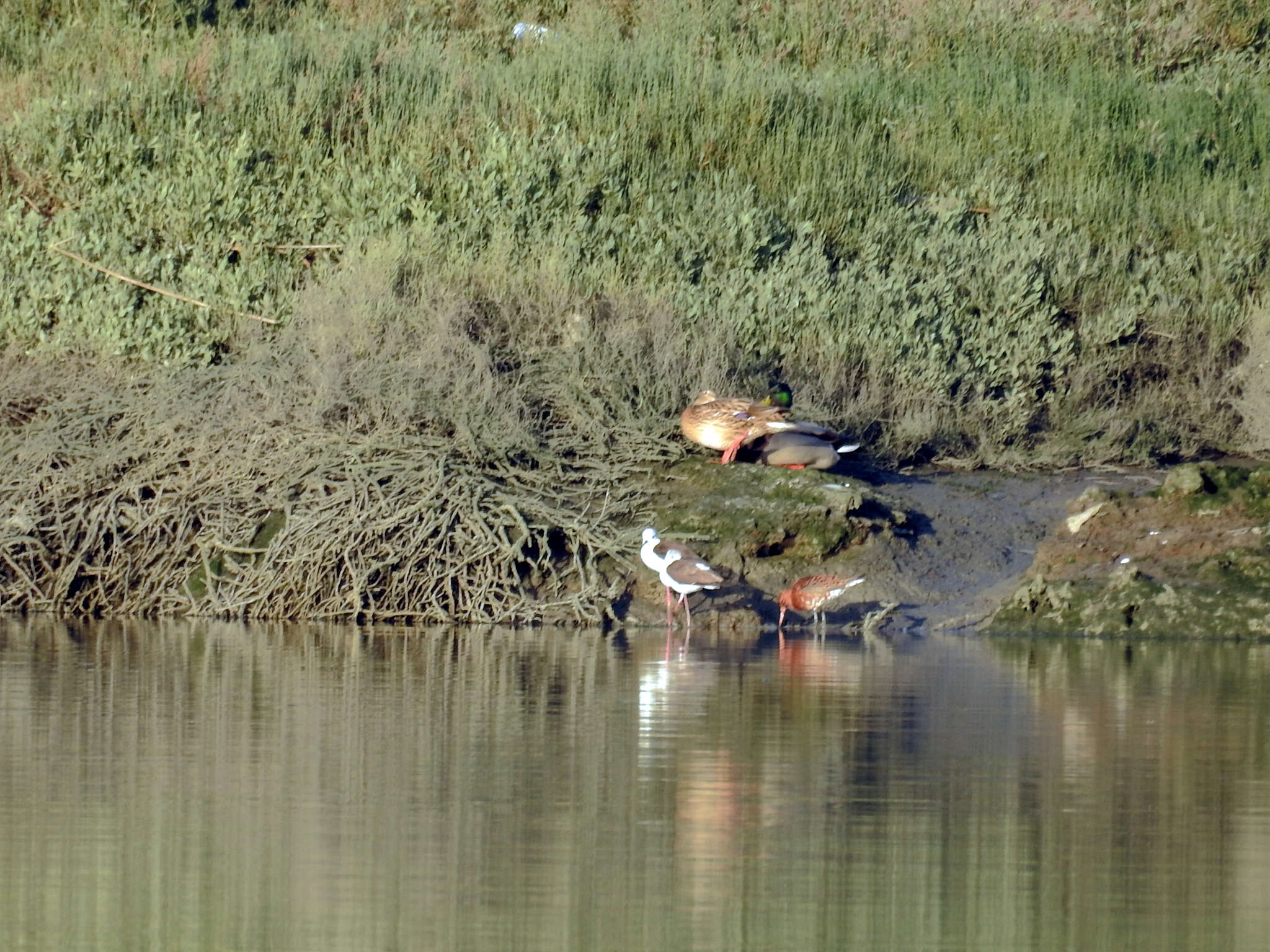 Imagem de Limosa limosa islandica Brehm & CL 1831