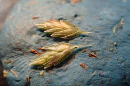 Image of Indian goosegrass