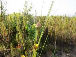 Image of Bobartia indica L.