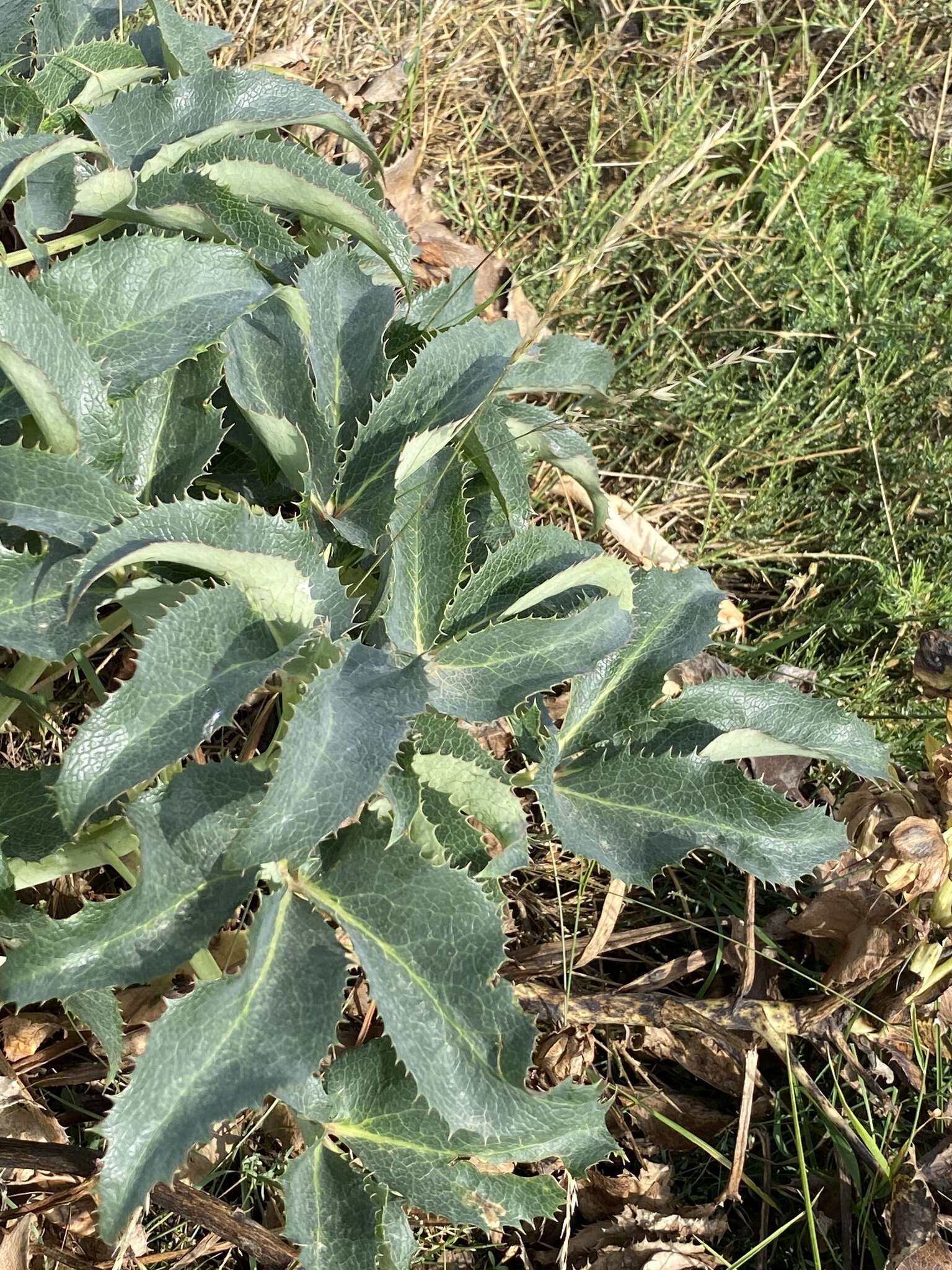 Image of Corsican hellebore