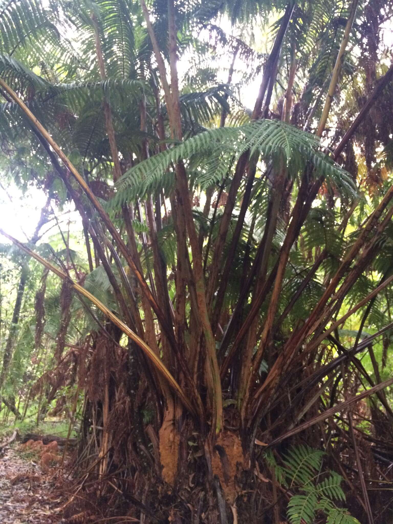 Image of Hapu'u pulu