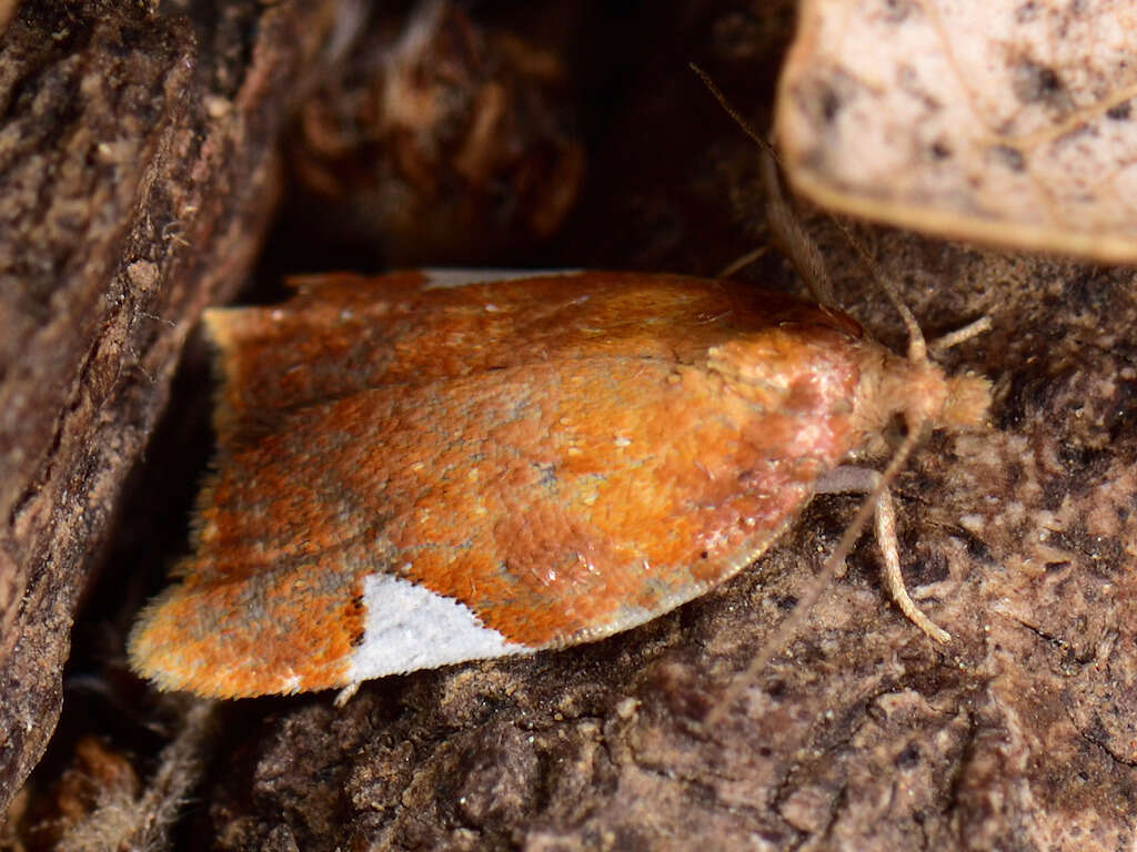 Image of flat white-spotted leaf roller