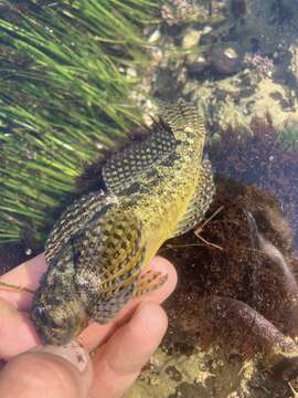 Image of Bald sculpin