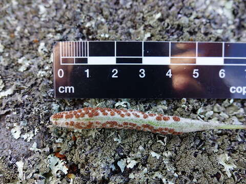 Image of leather-leaf fern