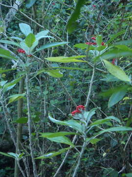 Image of Red bitter apple