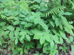 Image of largeflower bellwort