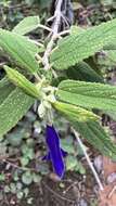 Image of Salvia retinervia Briq.