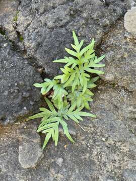 Sivun Doryopteris decipiens (Hook.) J. Sm. kuva