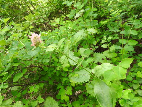 Image of western giant hyssop