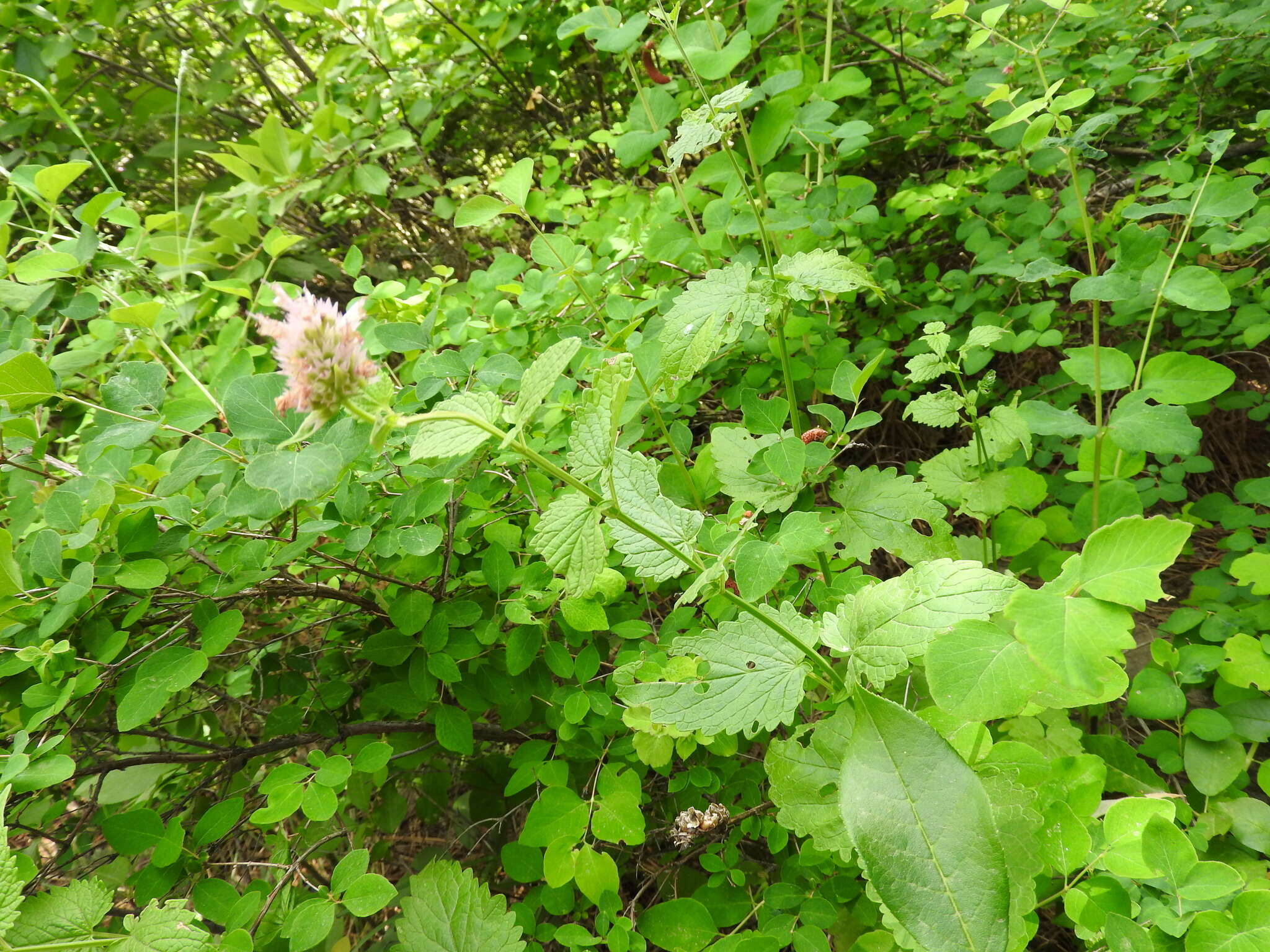 Imagem de Agastache occidentalis (Piper) A. Heller