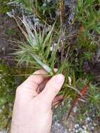 Image of Dracophyllum strictum Hook. fil.