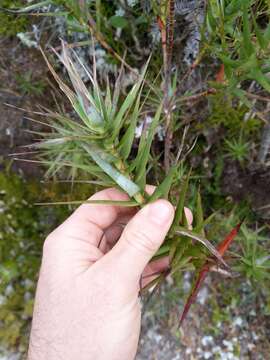 Image de Dracophyllum strictum Hook. fil.