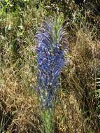 Imagem de Lobelia hypoleuca Hillebr.