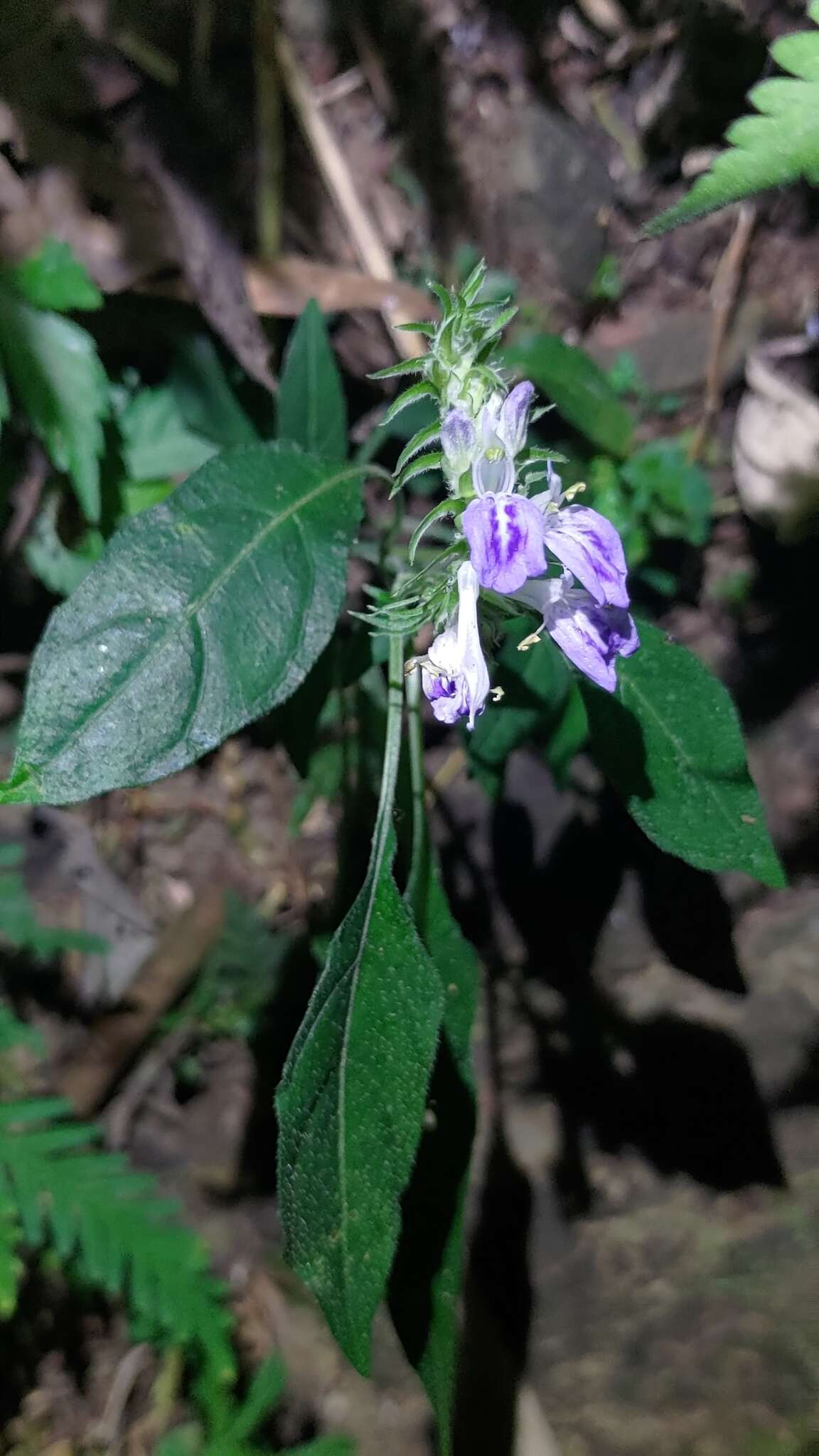 Image of Rungia taiwanensis Yamazaki