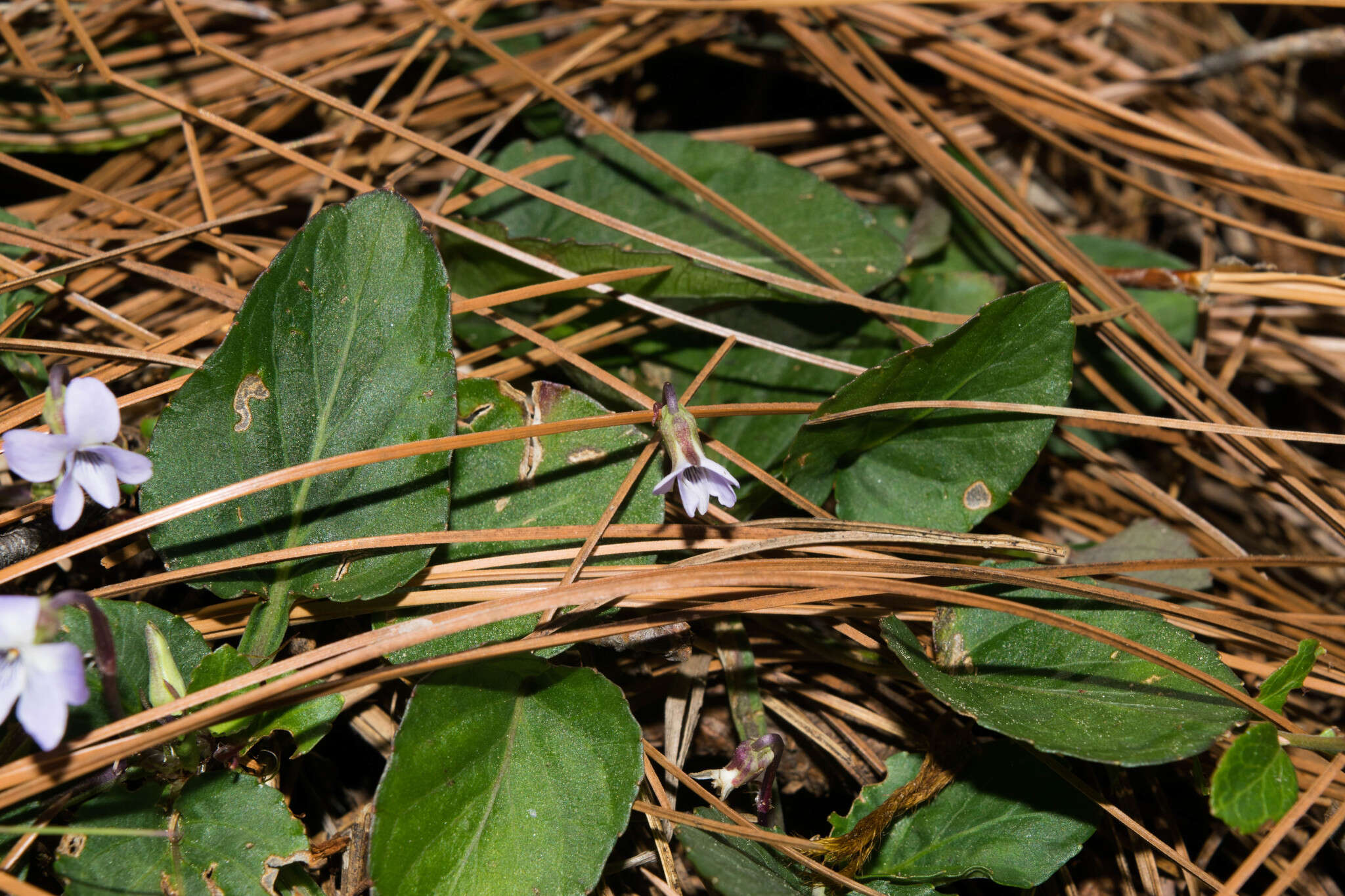 Image of Ponderosa violet