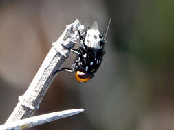 صورة Amenia nigromaculata Malloch 1929