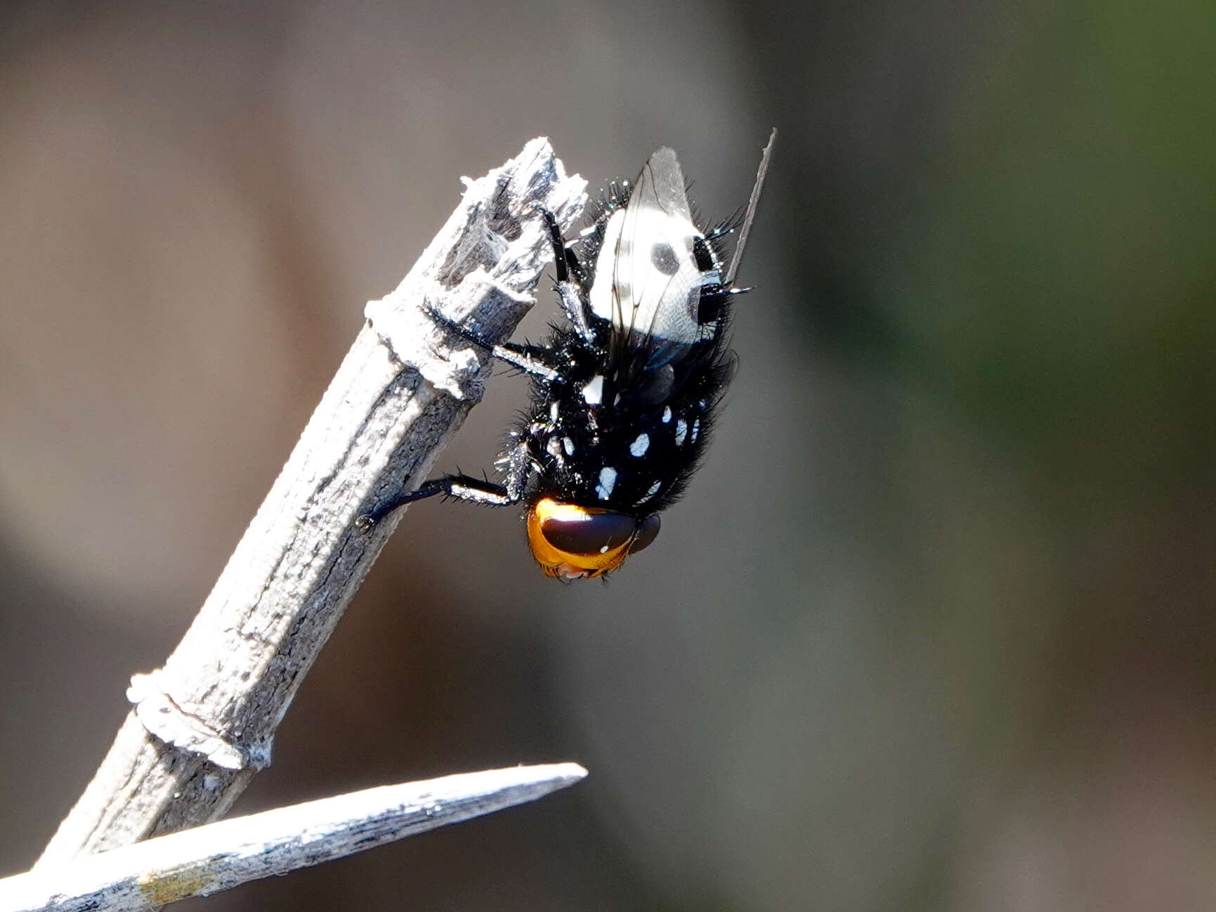 صورة Amenia nigromaculata Malloch 1929