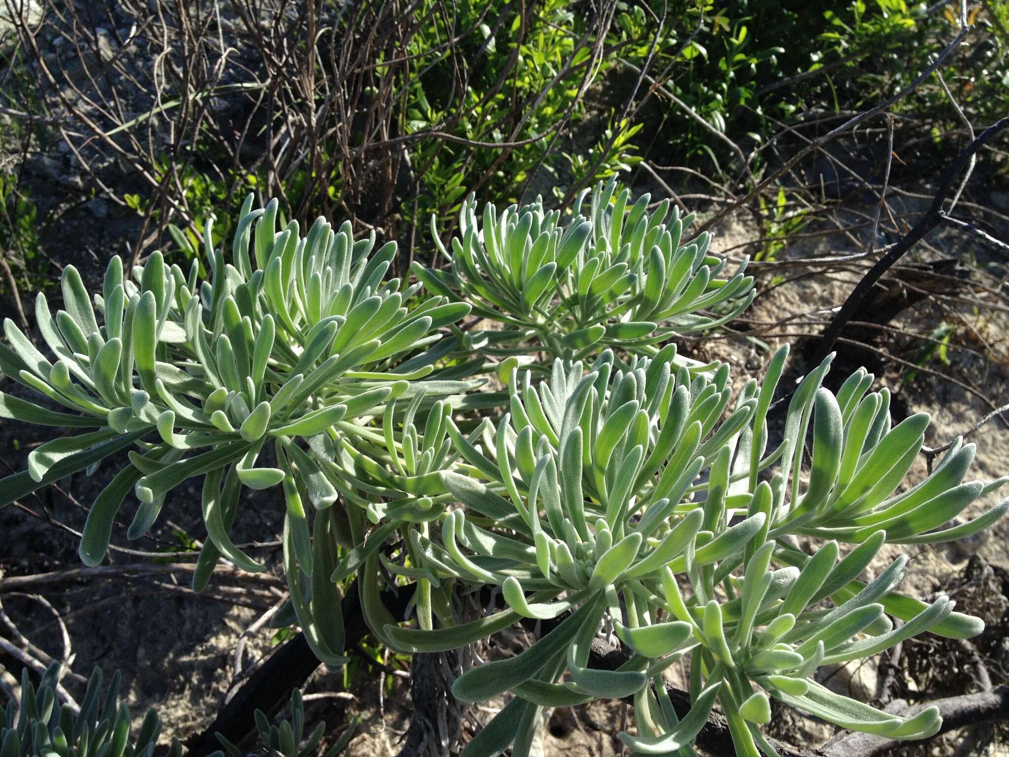 Imagem de Tournefortia gnaphalodes (L.) R. Br.