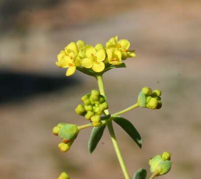 Image of Pimelea spiculigera F. Müll. ex Benth.