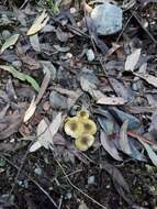 Tricholoma viridiolivaceum G. Stev. 1964的圖片