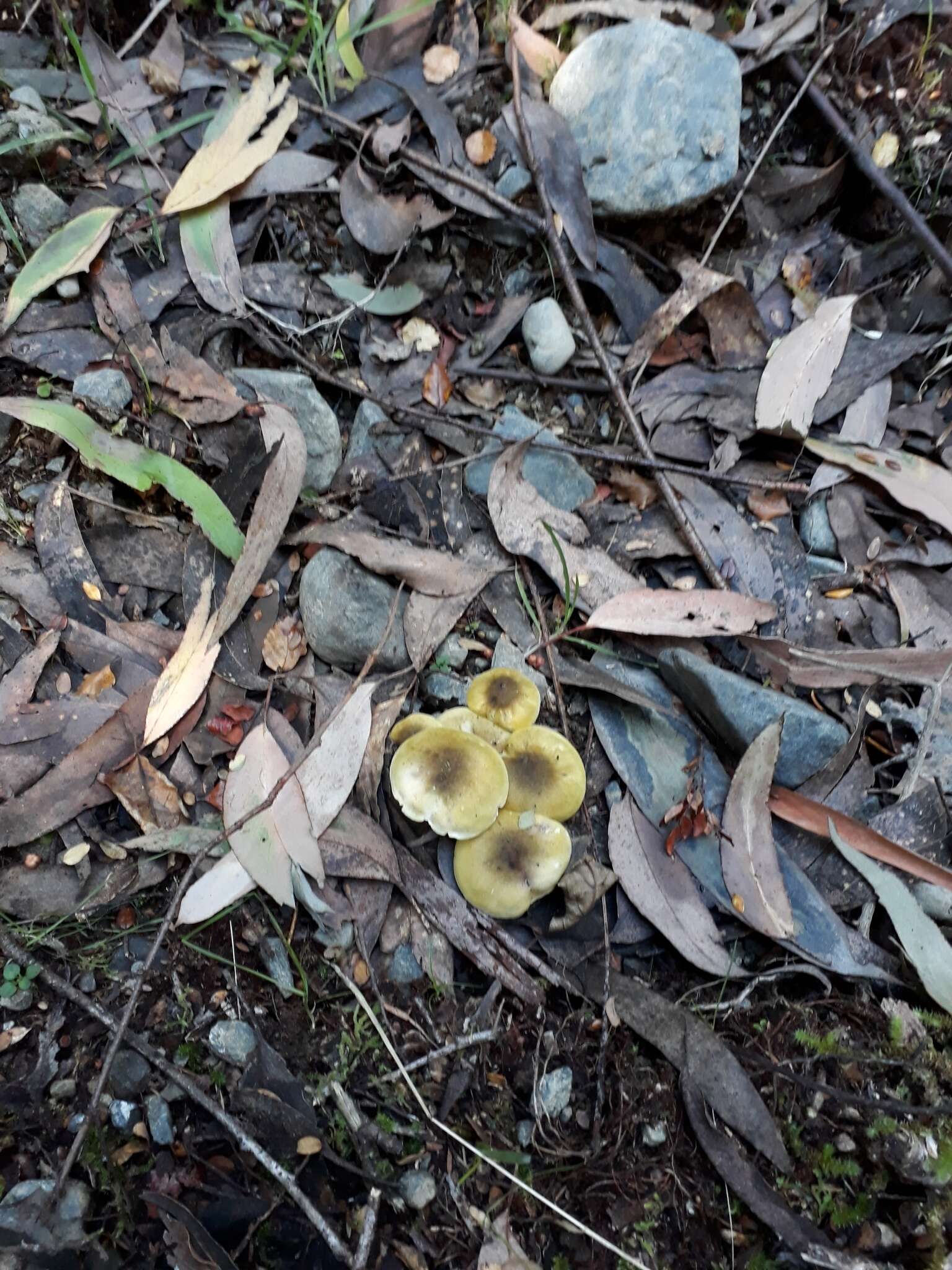 Tricholoma viridiolivaceum G. Stev. 1964 resmi