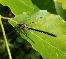 Image of Pygmy Clubtails