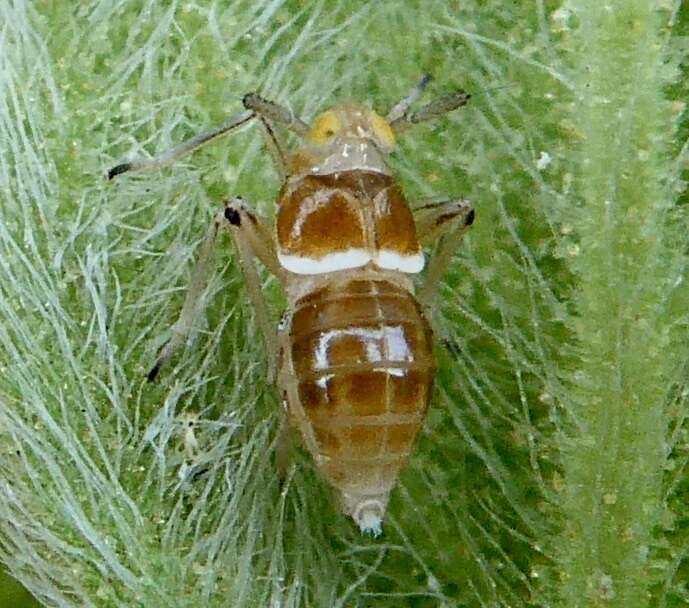 Image of Pissonotus delicatus Van Duzee 1897