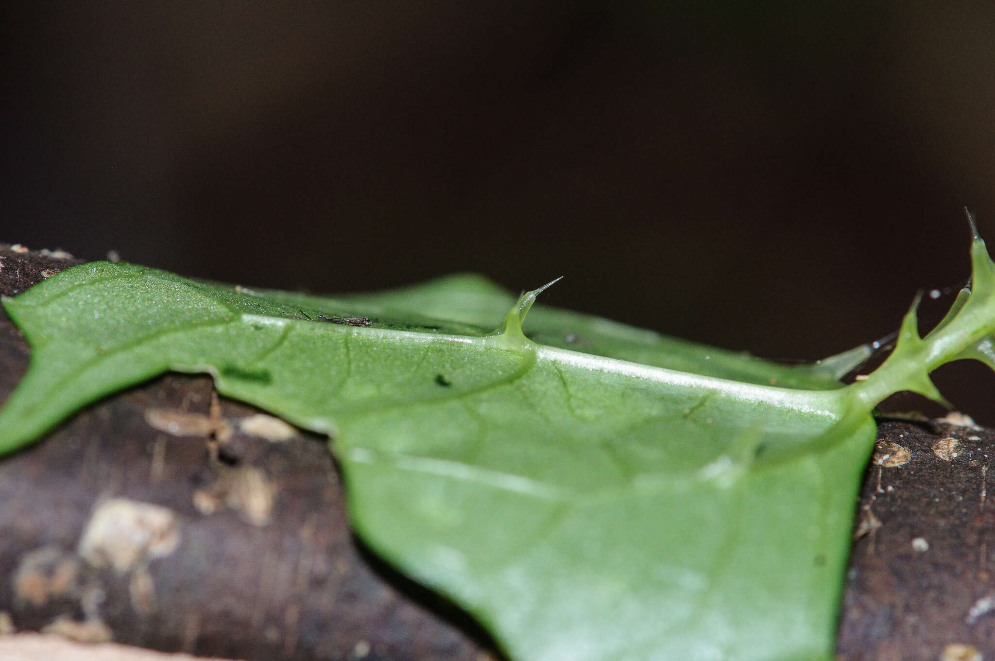 Image of Laportea grossa (E. Mey. ex Wedd.) Chew