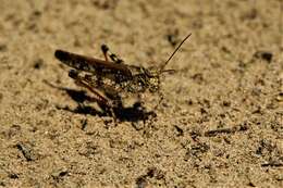 Image of Mottled Sand Grasshopper