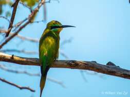 Image of Blue-cheeked Bee-eater