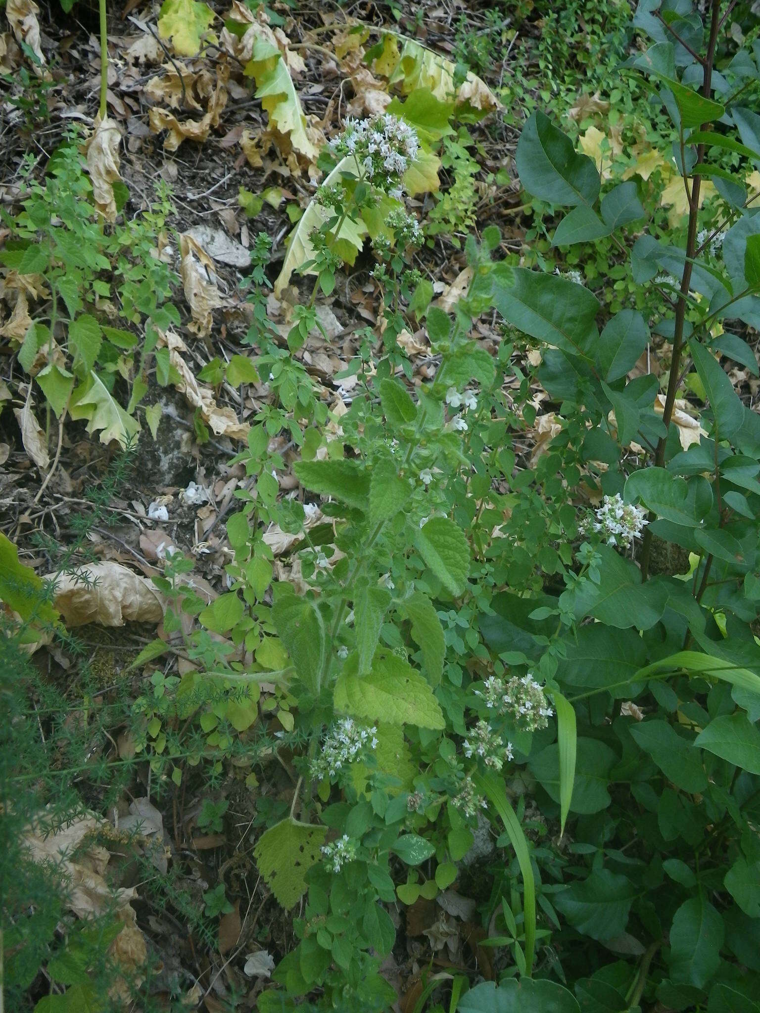 Imagem de Origanum vulgare subsp. viridulum (Martrin-Donos) Nyman