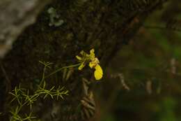 Imagem de Oncidium bryolophotum Rchb. fil.