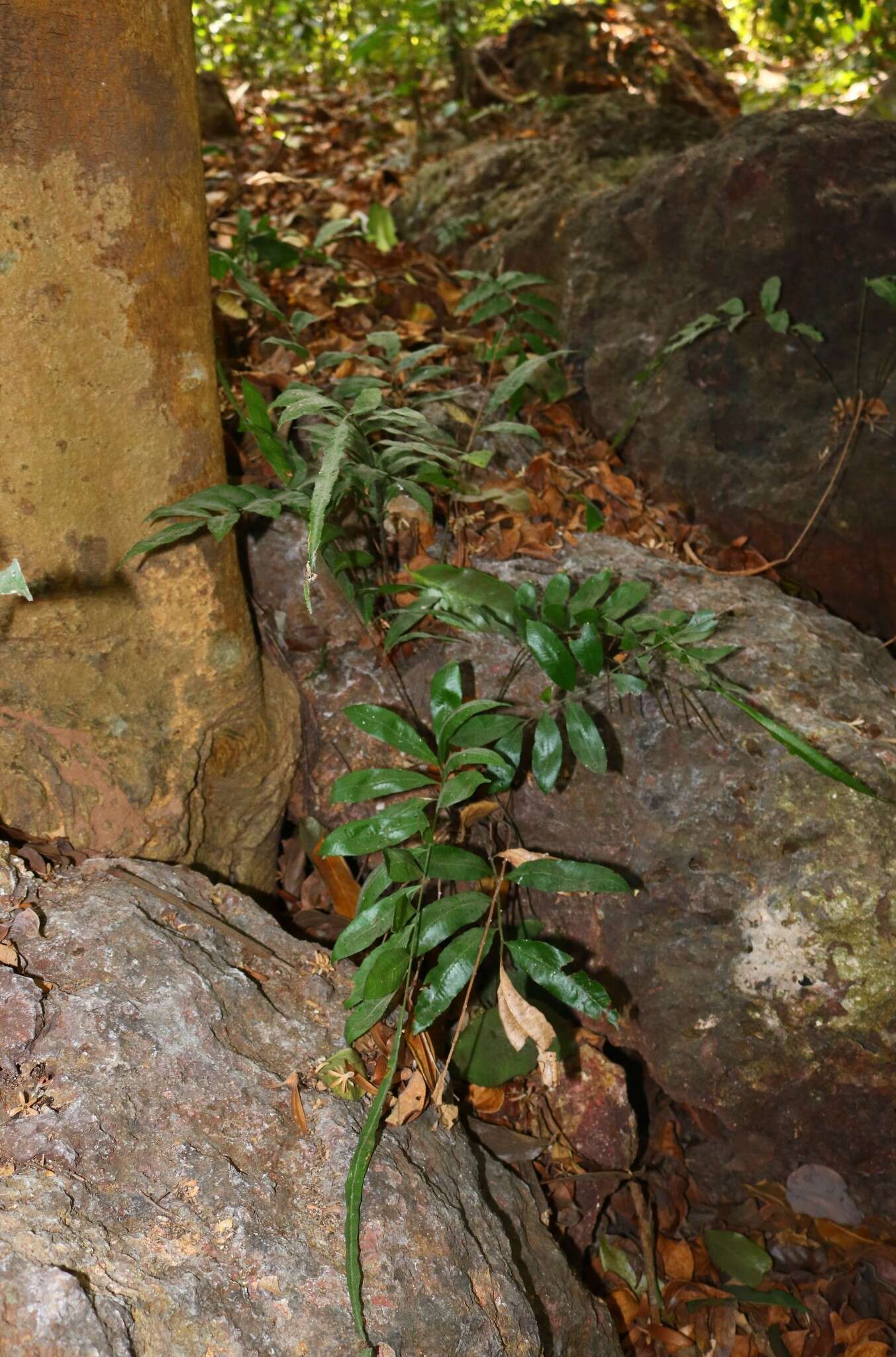 Image of Bolbitis subcrenata (Hook. & Grev.) Ching