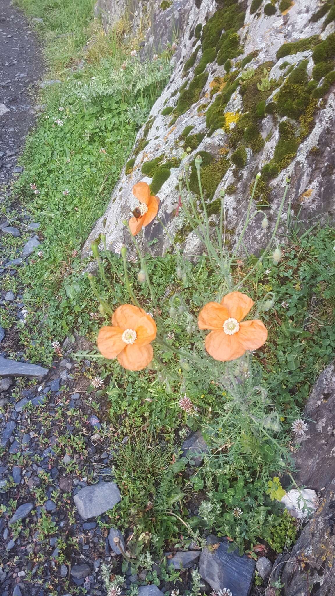 Image of Papaver fugax Poir.