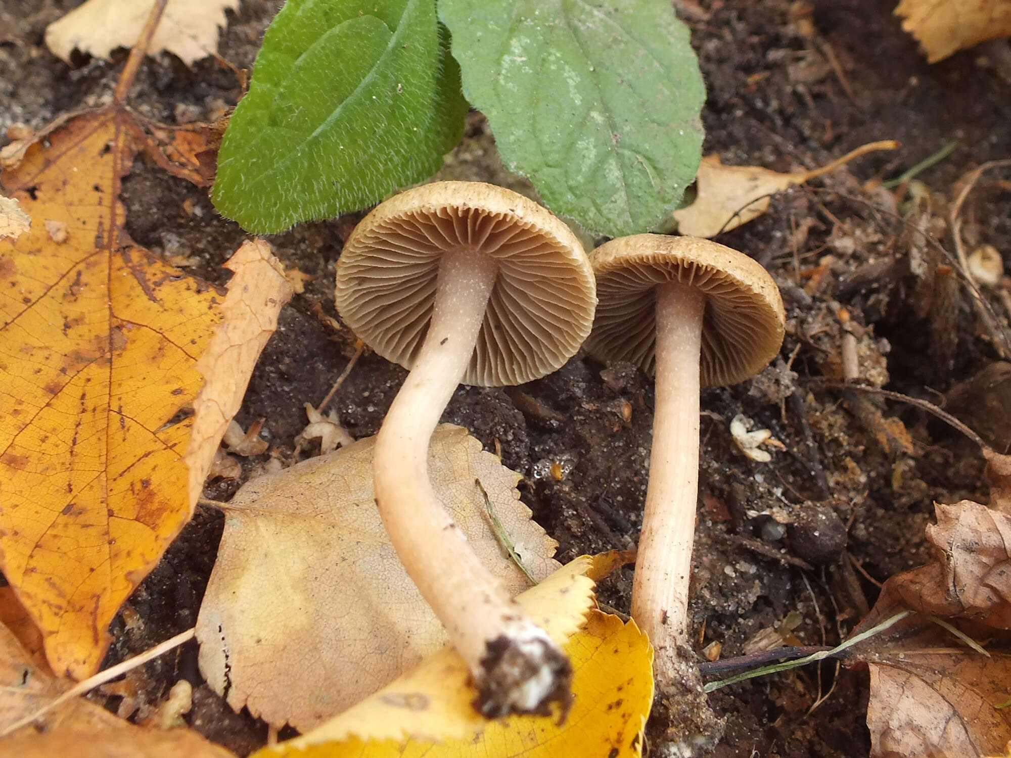 Image of Inocybe langei R. Heim 1931