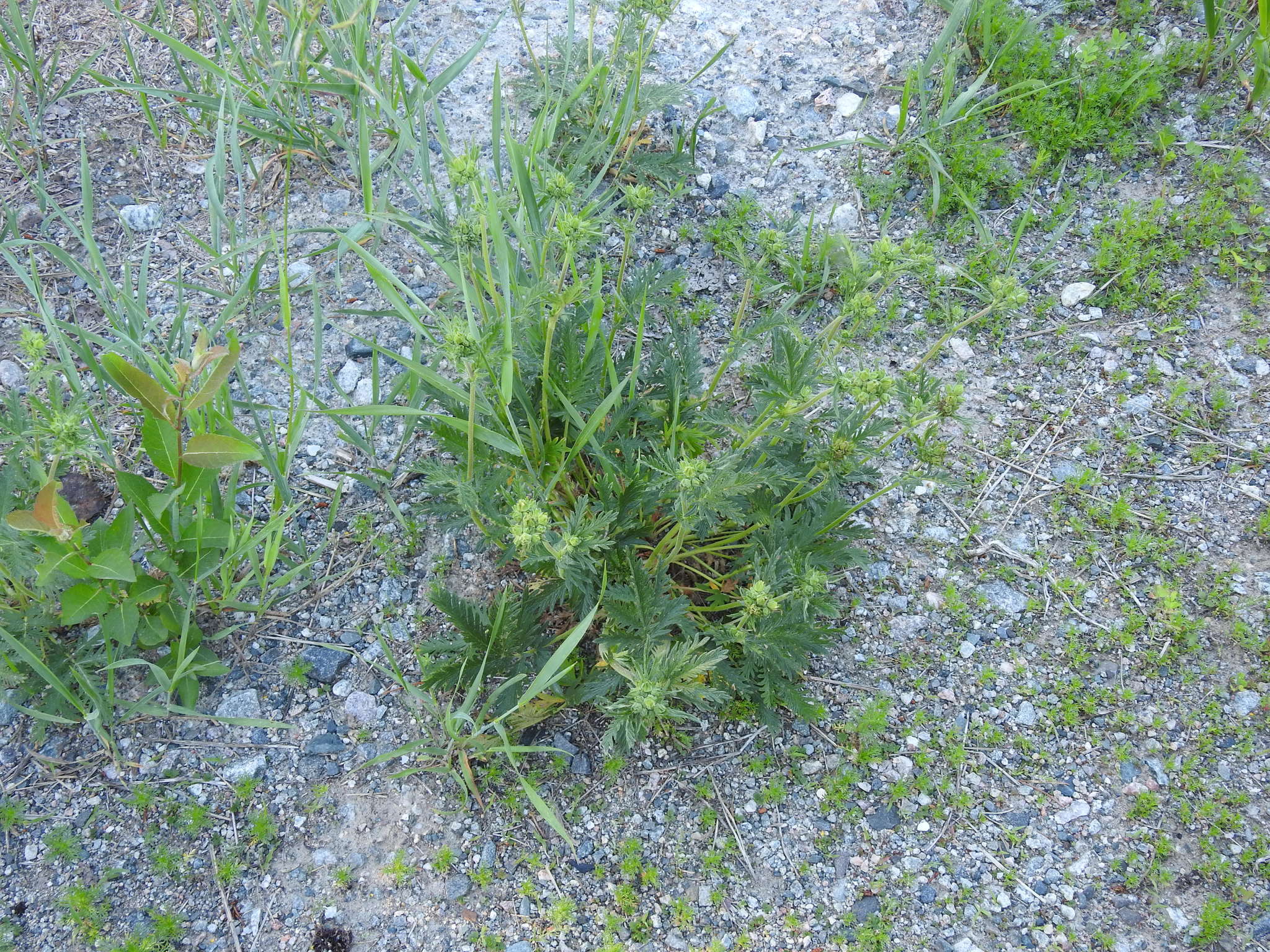 Image de Potentilla pensylvanica var. litoralis (Rydb.) Boivin