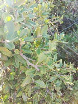 Image de Capparis sepiaria var. citrifolia (Lam.) Tölk.