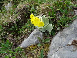 Image of Primula auricula L.