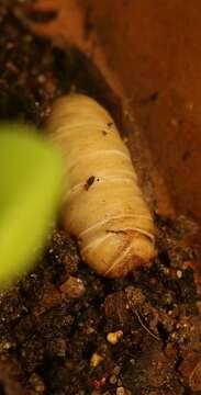 Image of Caterpillar slug