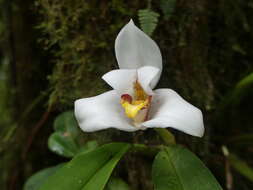 Sivun Maxillaria grandiflora (Kunth) Lindl. kuva