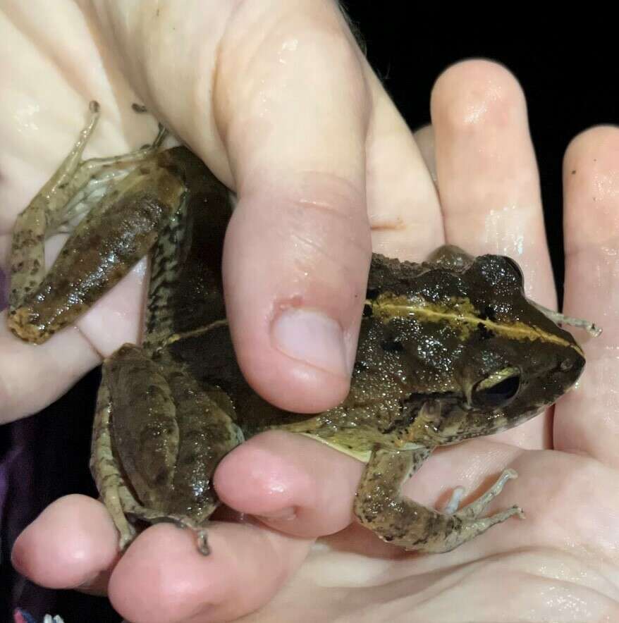 Image of Long-legged Streamfrog