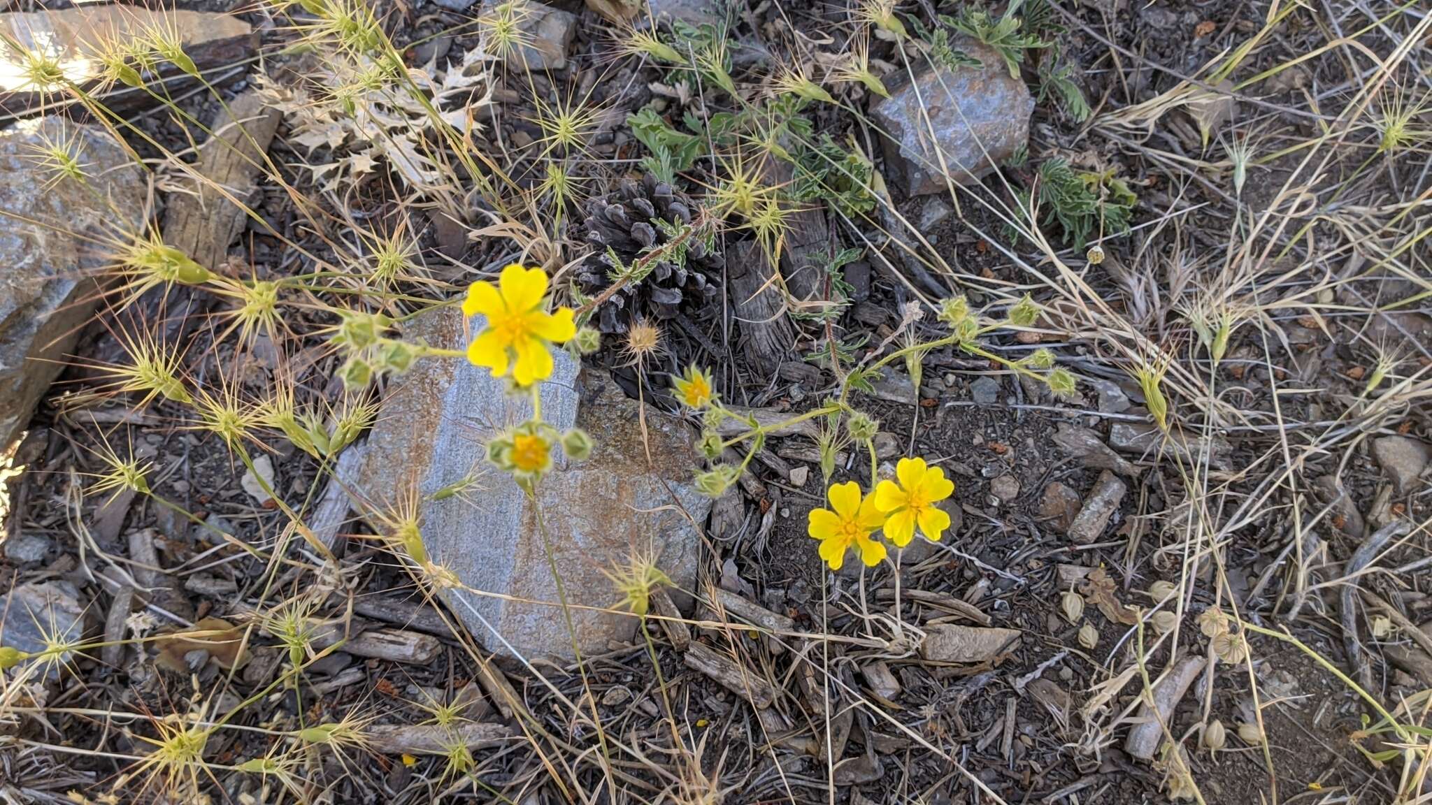 Image of Potentilla nevadensis Boiss.