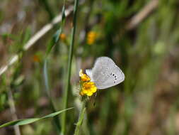 Image de Glaucopsyche lygdamus australis Grinnell 1917