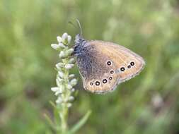 Image of Coenonympha amaryllis Cramer 1782